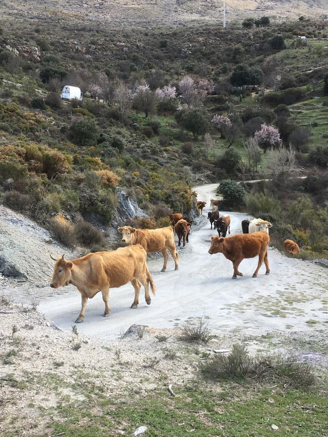 غويخار سييرا Hotel Rural Fuente La Teja المظهر الخارجي الصورة